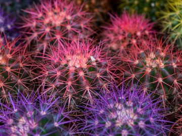 Critical IP spoofing bug patched in Cacti Critical IP spoofing bug patched in Cacti