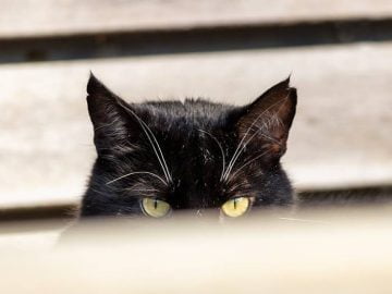 BlackCat Spoofs Victim Website to Leak Stolen Data scaled