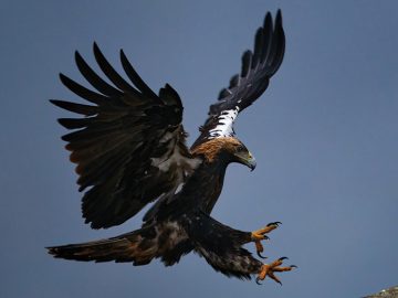 Blind Eagle APT Hunts Banking Victims in Colombia, Ecuador Blind Eagle APT Hunts Banking Victims in Colombia, Ecuador