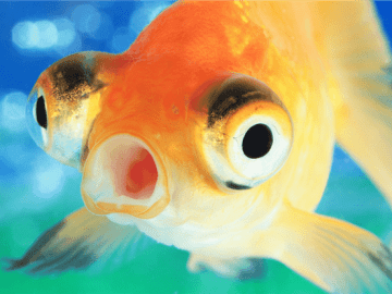 Video game playing FISH live streams credit card theft