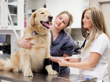 Avoid this “lost injured dog” Facebook hoax Avoid this "lost injured dog" Facebook hoax