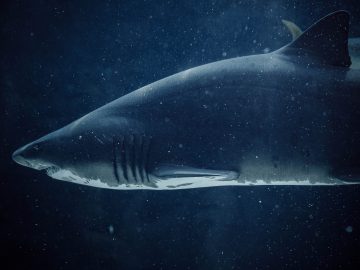 Most Organizations Expect Ransomware Attack Within a Year Most Organizations Expect Ransomware Attack Within a Year