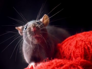 Stealthy SeroXen RAT malware increasingly used to target gamers