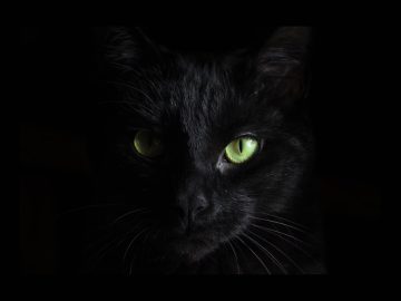 BlackCat ransomware fails to extort Australian commercial law giant