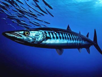 Barracuda working on fix for ongoing Email Gateway login issues