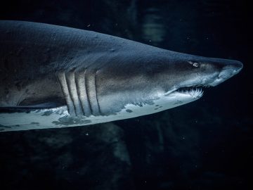 Dangers of Deep Sea Phishing A Dive Into a