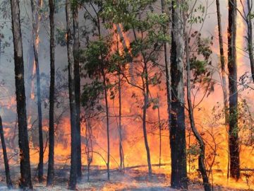 NSW National Parks and Wildlife Service heading to cloud for incident management – Cloud – Software NSW National Parks and Wildlife Service heading to cloud for incident management