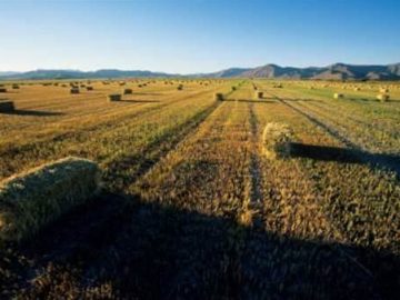 Regional Investment Corporation insources loan management contact centre Finance.jpgh420w748c0s0