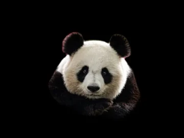 Chinese Hacker Group Mustang Panda Target Vietnamese Firms Chinese Hacker Group Mustang Panda Target Vietnamese Firms