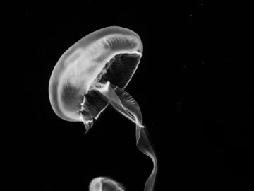 New Malware With Stealthy Tactics.webp