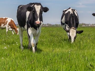 Updating agriculture: Can data analysis save farming? Updating agriculture: Can data analysis save farming?