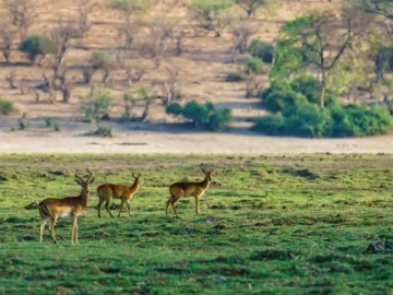 How To Protect Yourself After Data Breach.webp