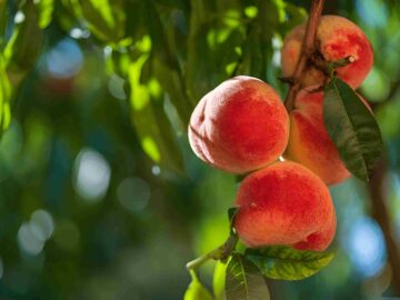 Iran Linked Peach Sandstorm Group Deploys Tickler Malware