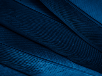 Low-Drama ‘Dark Angels’ Reap Record Ransoms – Krebs on Security Low-Drama ‘Dark Angels’ Reap Record Ransoms – Krebs on Security