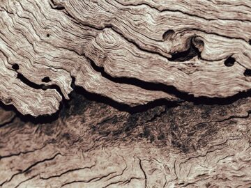 Gartner Symposium: Time to get rid of the dead wood Gartner Symposium: Time to get rid of the dead wood