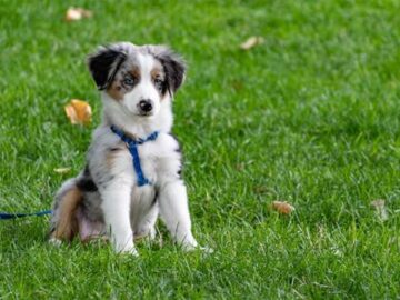 Petbarn uses AI tool to answer questions, recommend products – Marketing Petbarn uses AI tool to answer questions, recommend products