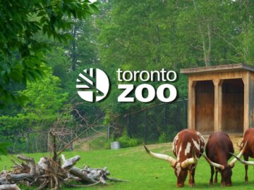 Toronto Zoo shares update on last year’s ransomware attack Toronto Zoo