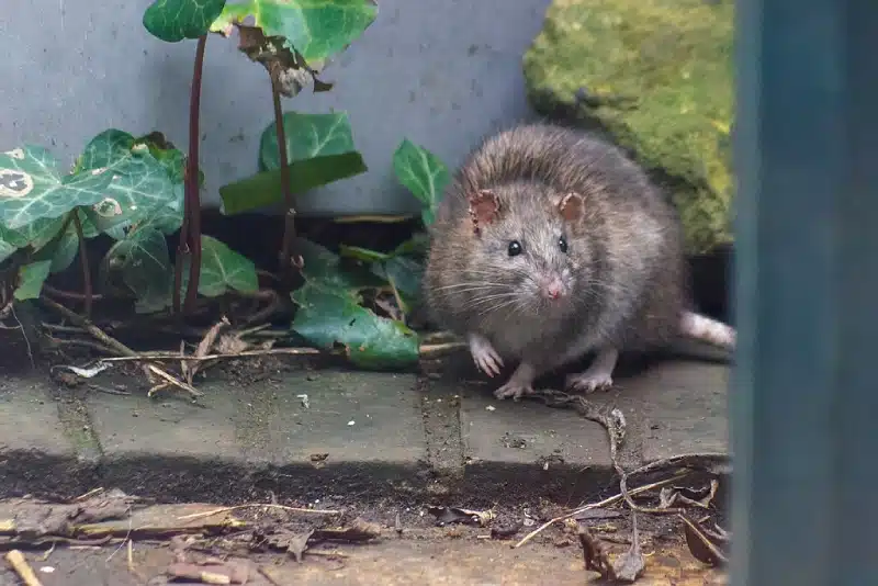 DslogdRAT Malware Deployed In Ivanti Connect Secure Attacks DslogdRAT, JPCERT/CC, Malware, Ivanti Connect Secure VPN, Ivanti