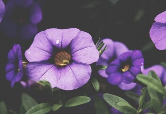 Her Name is Susan | Daniel Miessler Her Name is Susan | Daniel Miessler