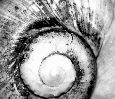 Study: Phi – The Golden Ratio Study: Phi – The Golden Ratio