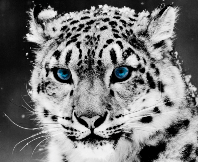 The Difference Between a Vulnerability Assessment and a Penetration Test The Difference Between a Vulnerability Assessment and a Penetration Test