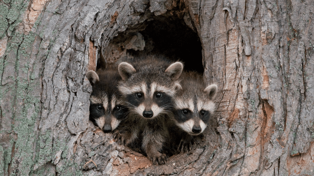 Disrupted phishing service was after Microsoft 365 credentials RaccoonO365 gang busted