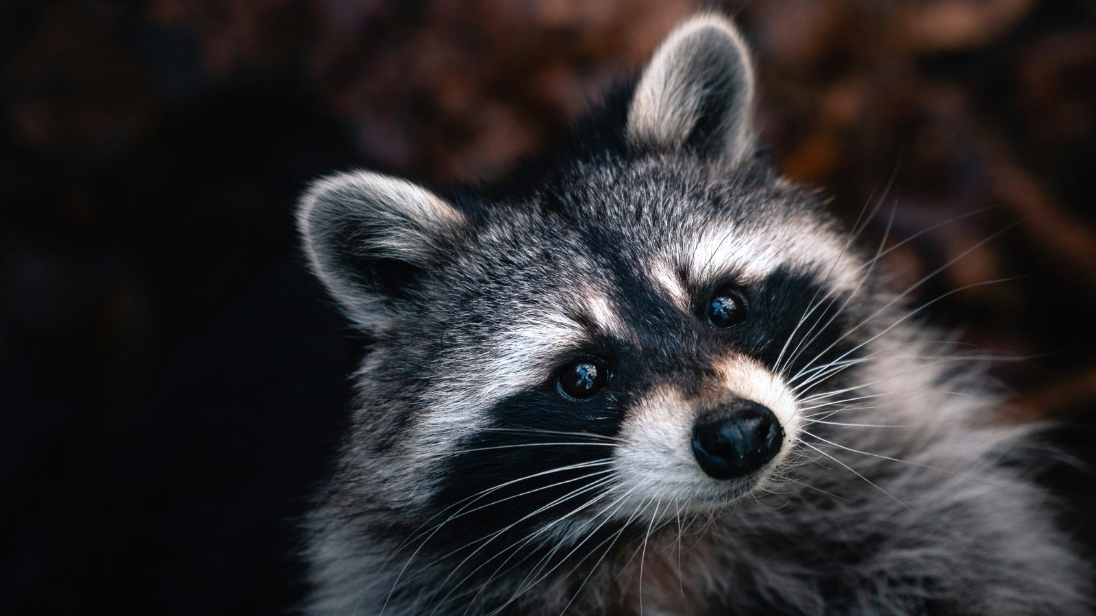 Microsoft and Cloudflare disrupt massive RaccoonO365 phishing service Raccoon