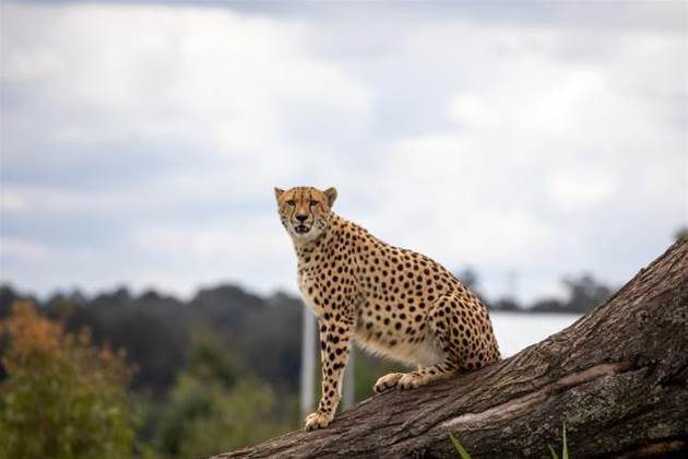 Sydney Zoo uses Microsoft Fabric to underpin data modernisation Sydney Zoo uses Microsoft Fabric to underpin data modernisation