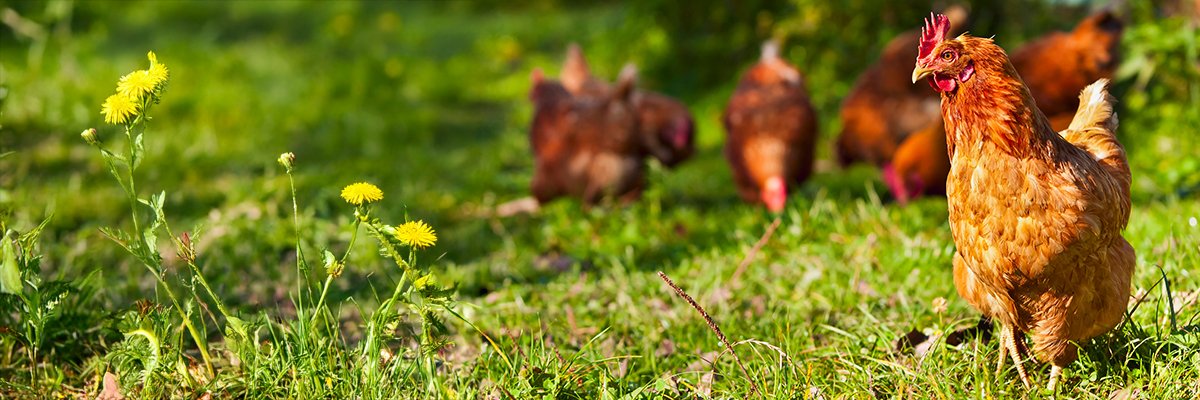 Vibe coding: A question of chicken feed or food Vibe coding: A question of chicken feed or food