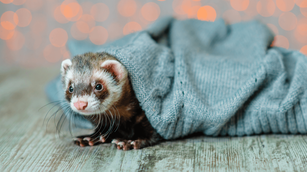 flexible ferret hidden