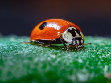 14 old software bugs that took way too long to squash