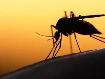 Tarnung als Taktik: Warum Ransomware-Angriffe raffinierter werden Mücke Re-Upload 2