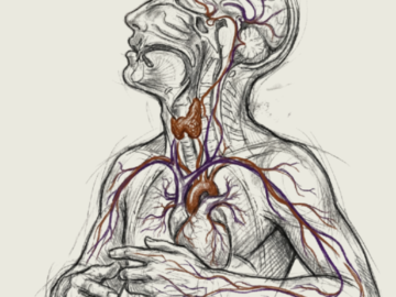 The Culture Series: A Complete Guide to Glanding