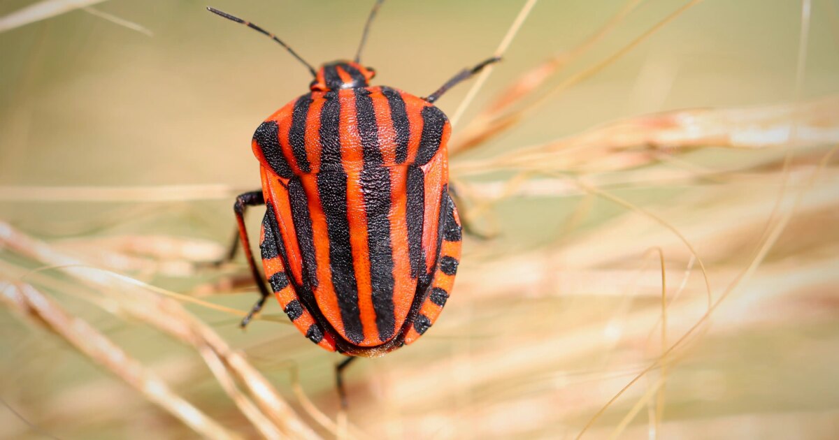 Anthropic bets on EPSS for the coming bug surge