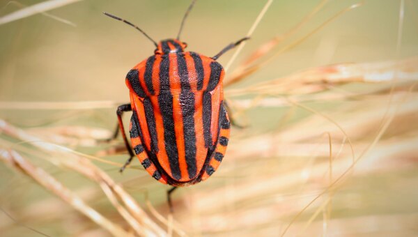 Anthropic bets on EPSS for the coming bug surge