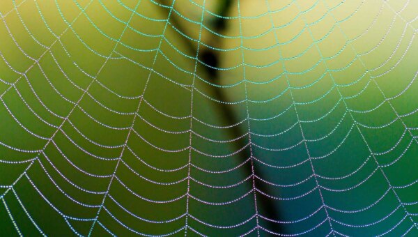 Scattered Spider co-conspirator pleads guilty