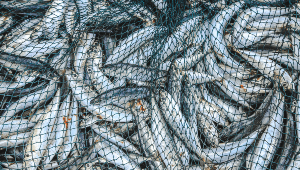 Kali365 phishing kit bypasses MFA and steals Microsoft logins
