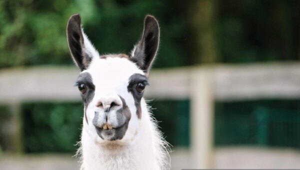 Ollama vulnerability highlights danger of AI frameworks with unrestricted access