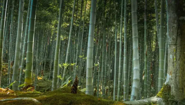 VerdantBamboo