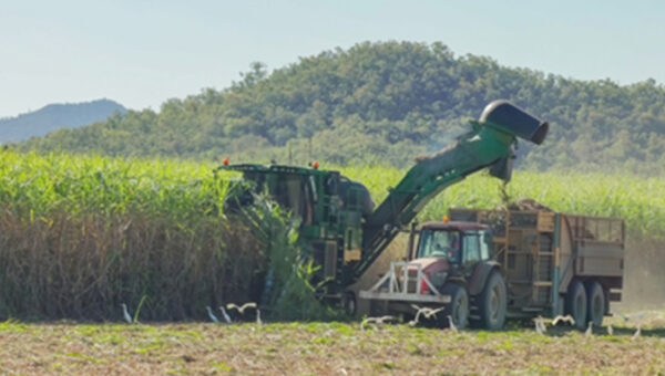 Mackay Sugar cyber attack flagged as broader risk to Australia’s food supply chain