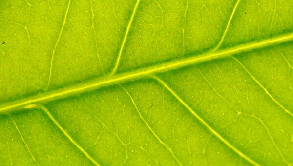 What a new ‘Nature’s Rights’ bill could mean for UK datacentres